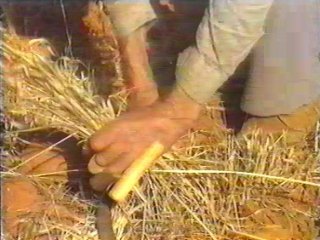 CAMPO - (37)  LABRANZA